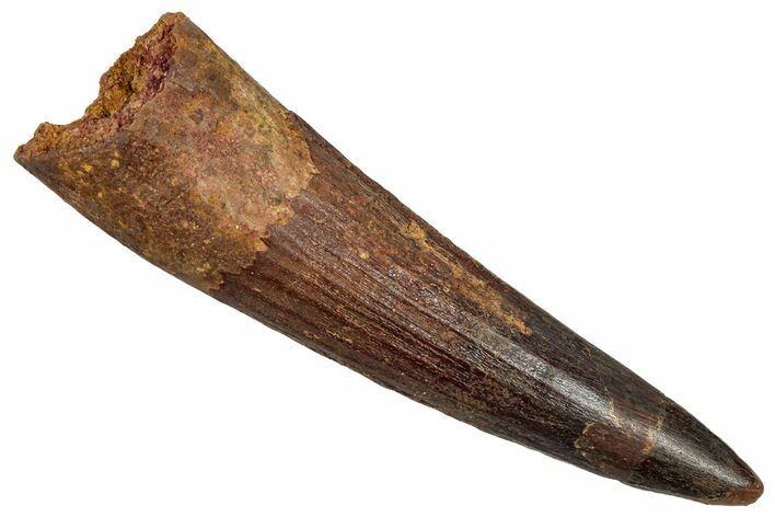 Fossil Spinosaurus Tooth - Real Dinosaur Tooth #345405